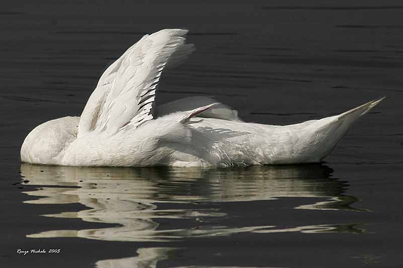 Cigno reale - Cygnus olor  &  Cigno nero - Cygnus atratus